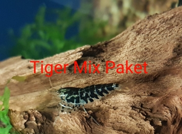 Tiger 10er Mix Paket